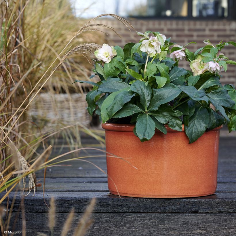 Helleborus hybridus ViV Benedetta (Plant habit)