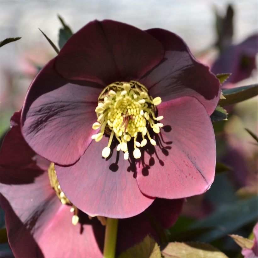 Helleborus hybridus ViV Carlotta (Flowering)