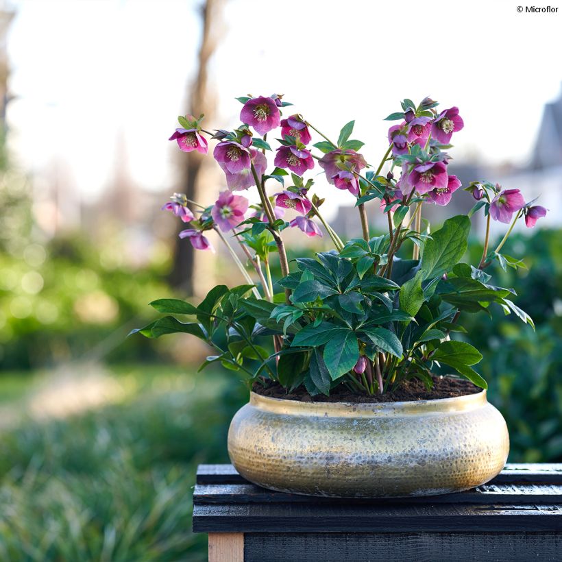 Helleborus hybridus ViV Carlotta (Plant habit)
