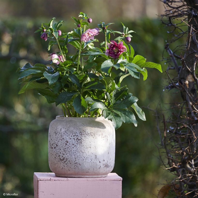 Helleborus hybridus ViV Catharina (Plant habit)