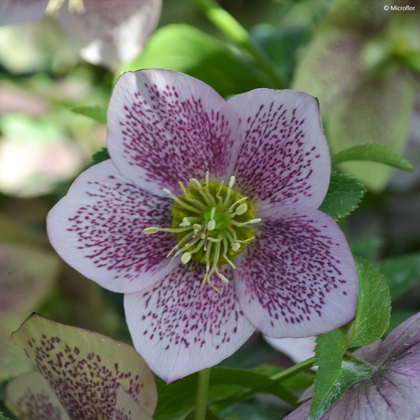 Helleborus hybridus ViV Celestina (Flowering)