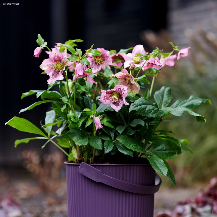 Helleborus hybridus ViV Celestina (Plant habit)