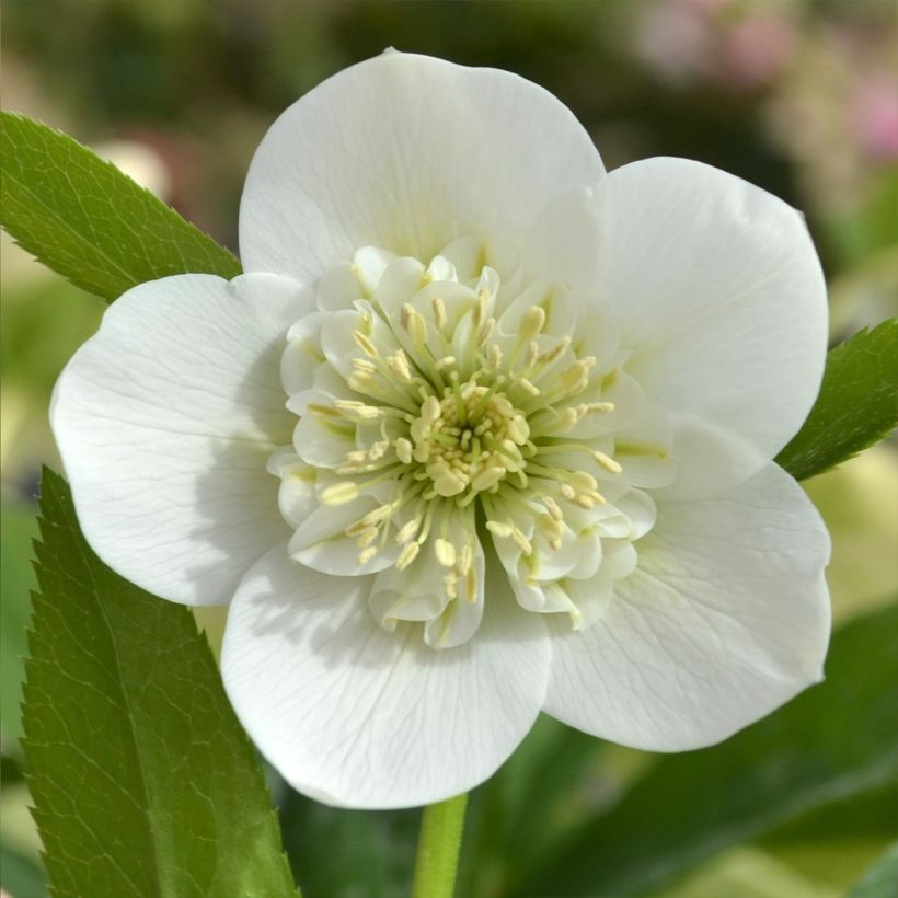 Helleborus hybridus ViV Cinzia (Flowering)