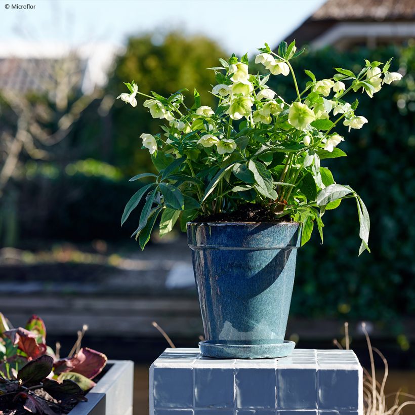 Helleborus hybridus ViV Cinzia (Plant habit)