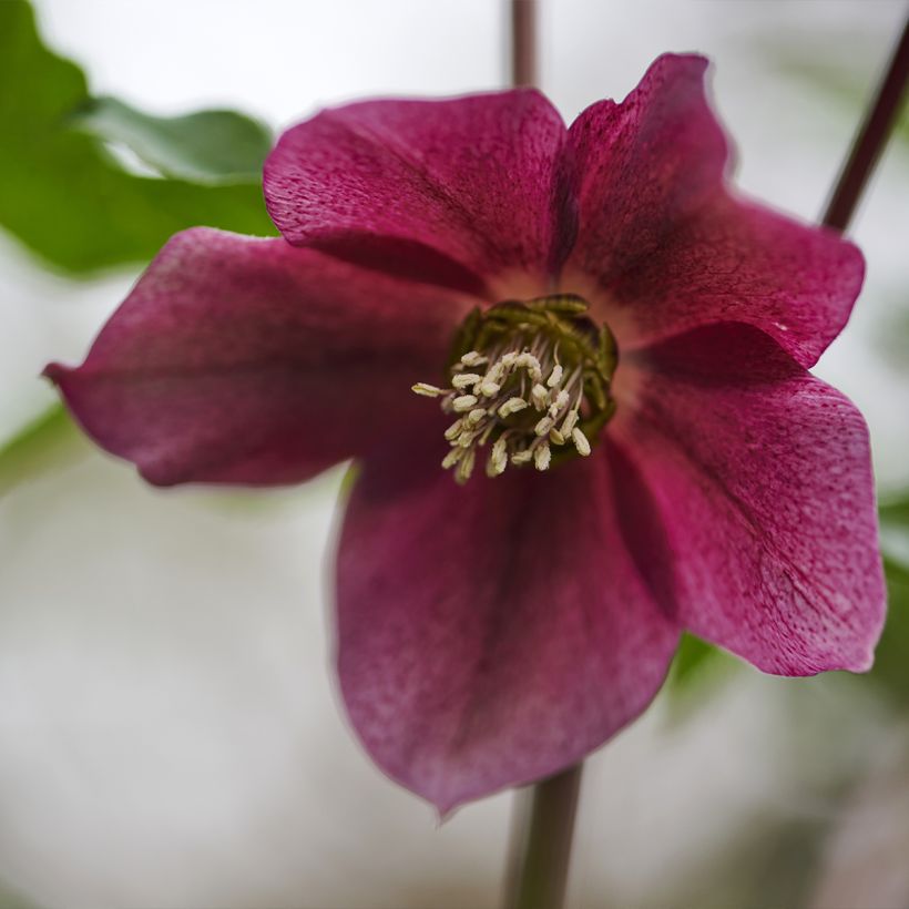 Helleborus hybridus ViV Eleonora (Flowering)