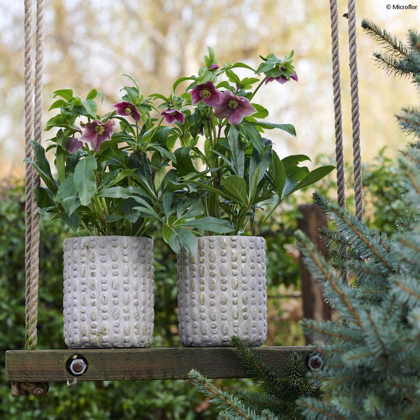 Helleborus hybridus ViV Eloisa (Plant habit)