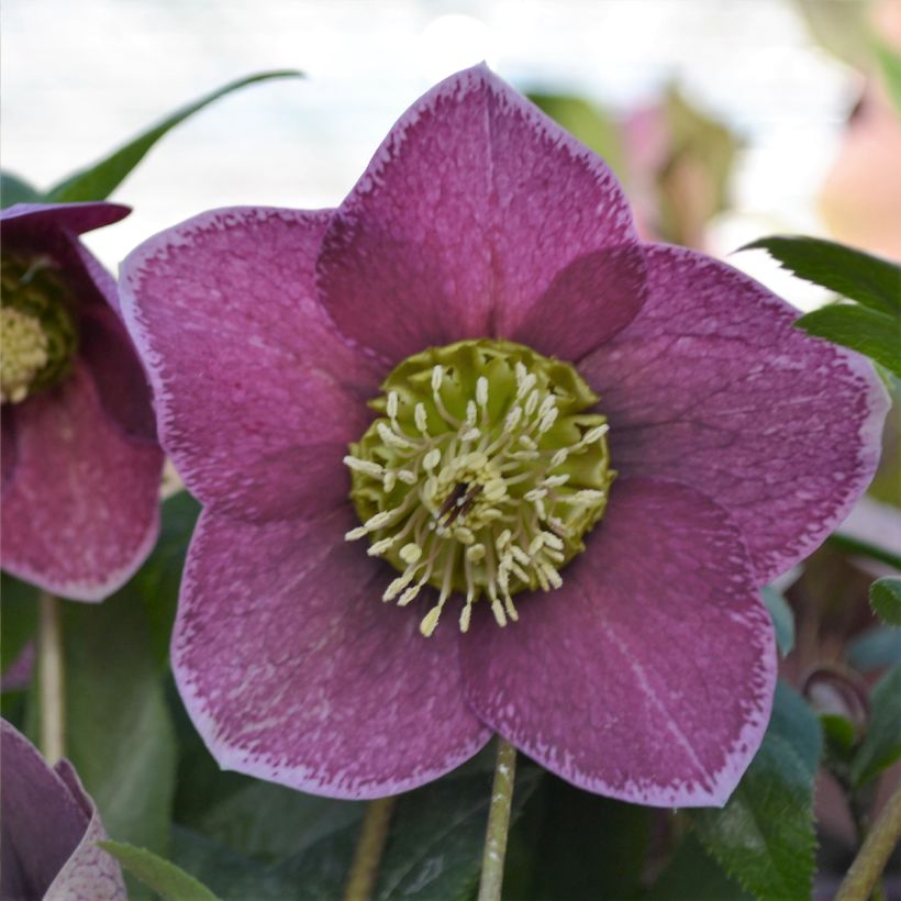 Helleborus hybridus ViV Elsa (Flowering)
