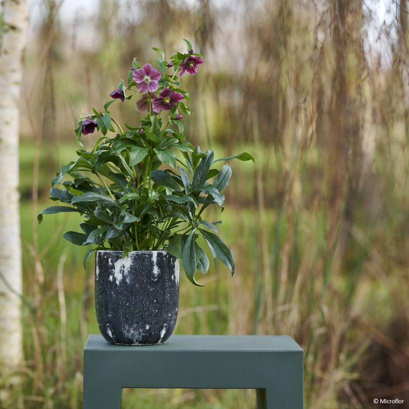 Helleborus hybridus ViV Elsa (Plant habit)