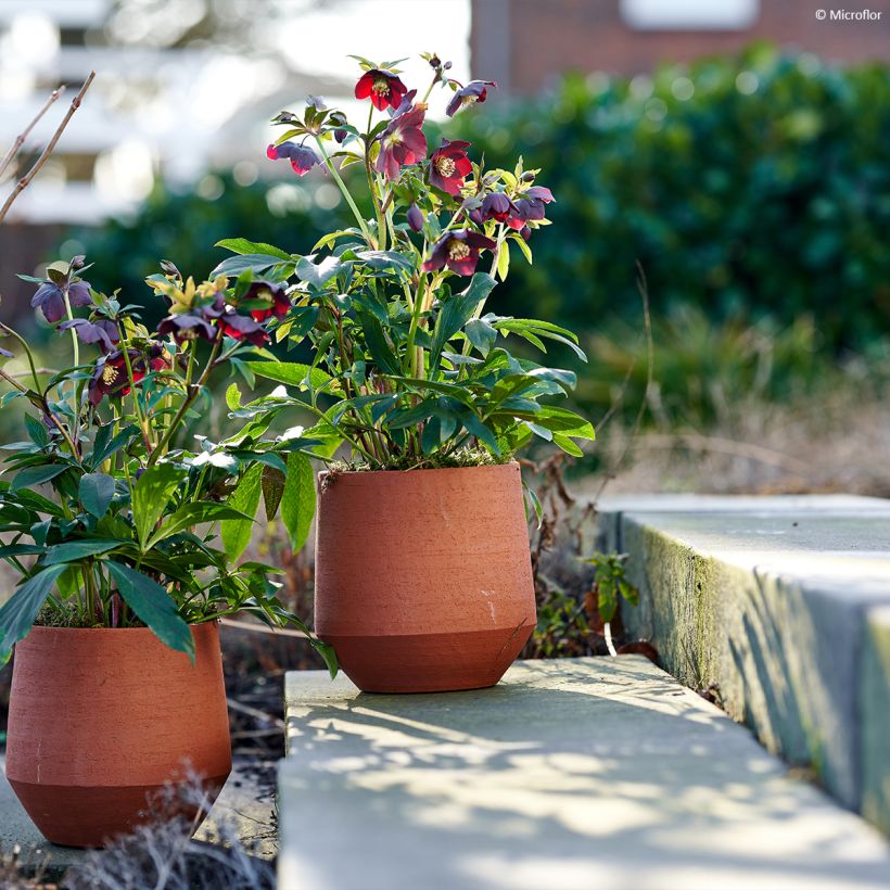 Helleborus hybridus ViV Halina (Plant habit)