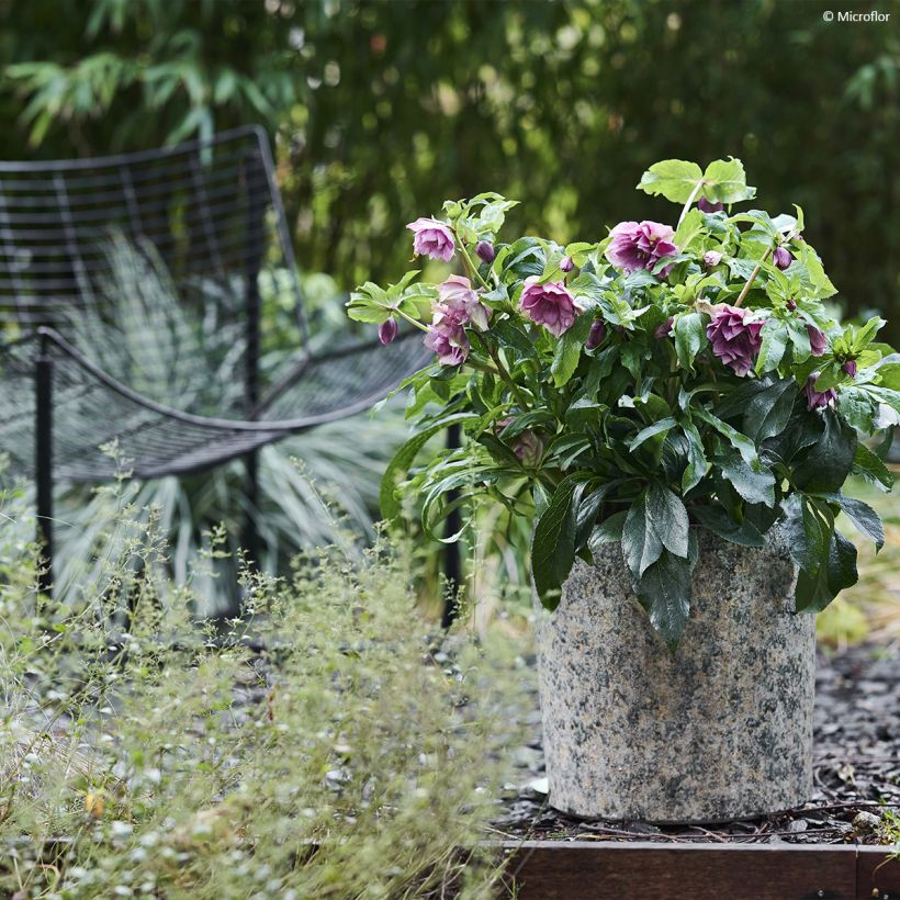 Helleborus hybridus ViV Laura (Plant habit)