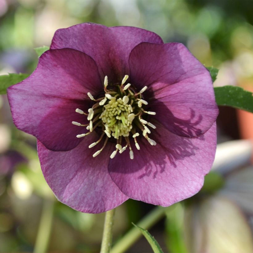 Helleborus hybridus ViV Liliana (Flowering)