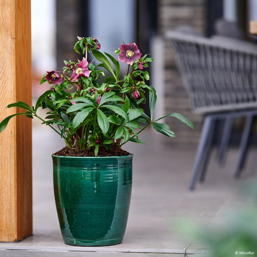 Helleborus hybridus ViV Liliana (Plant habit)