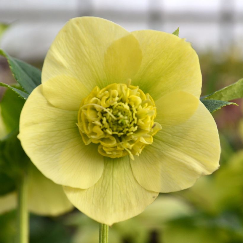 Helleborus hybridus ViV Lucrezia (Flowering)