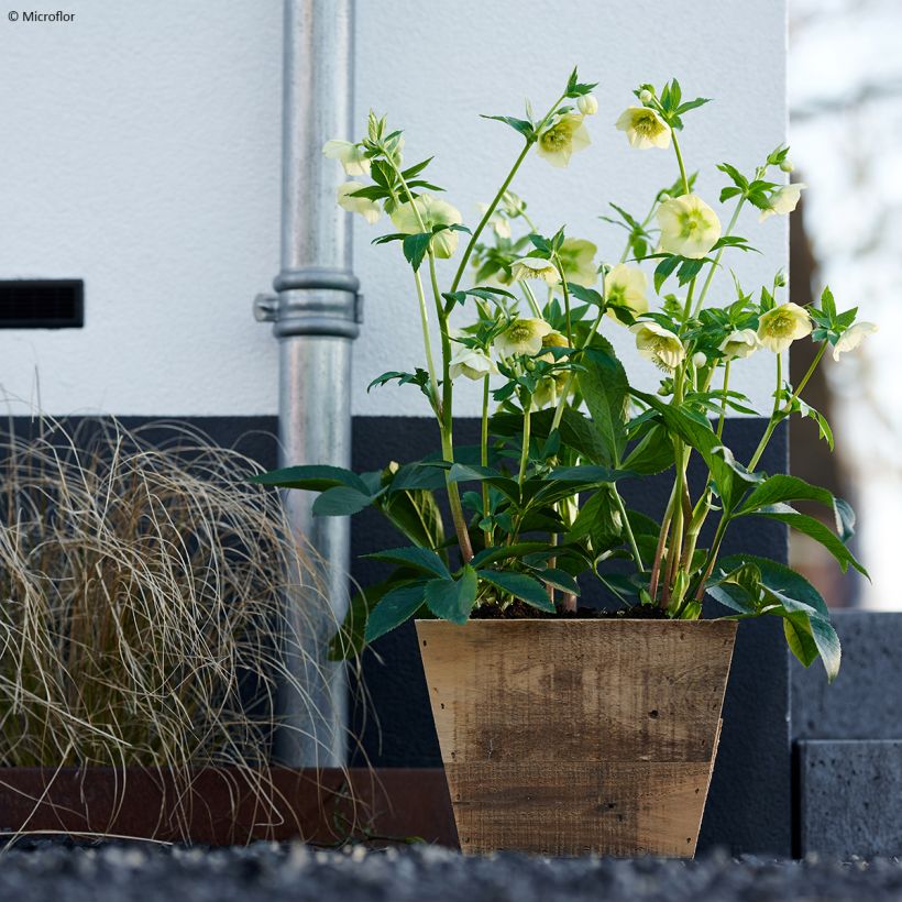 Helleborus hybridus ViV Lucrezia (Plant habit)