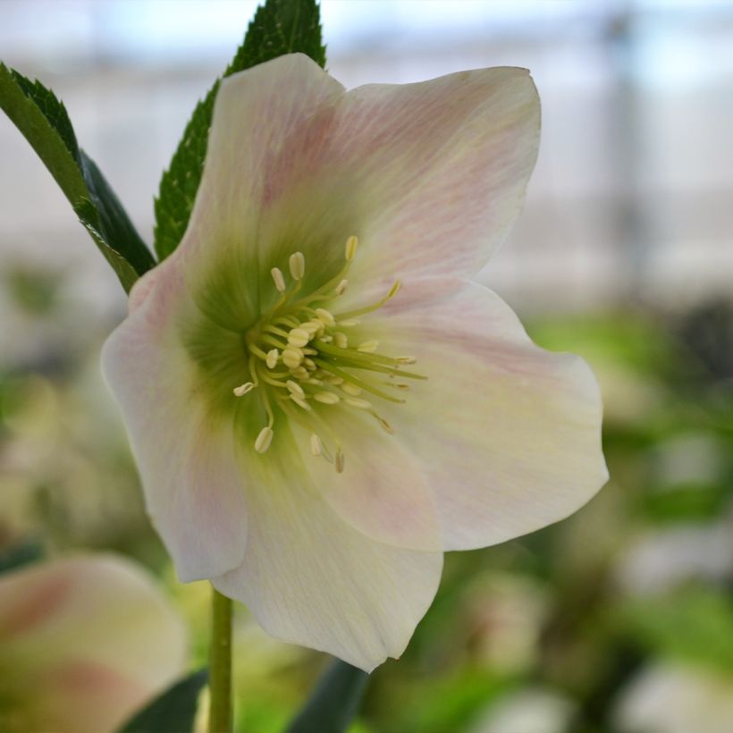 Helleborus hybridus ViV Rosa (Flowering)