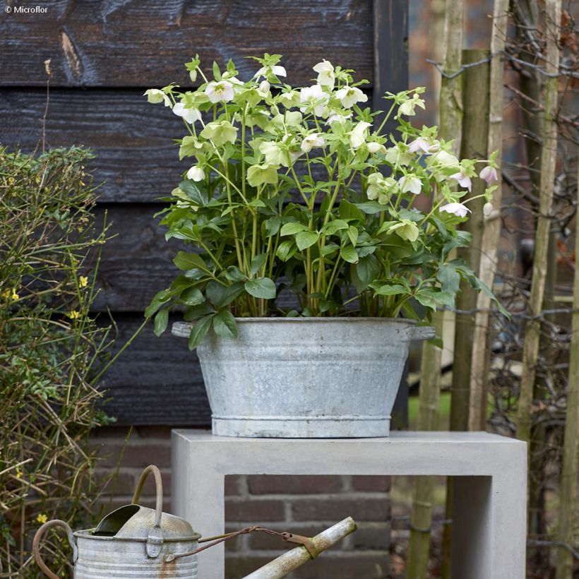 Helleborus hybridus ViV Rosa (Plant habit)