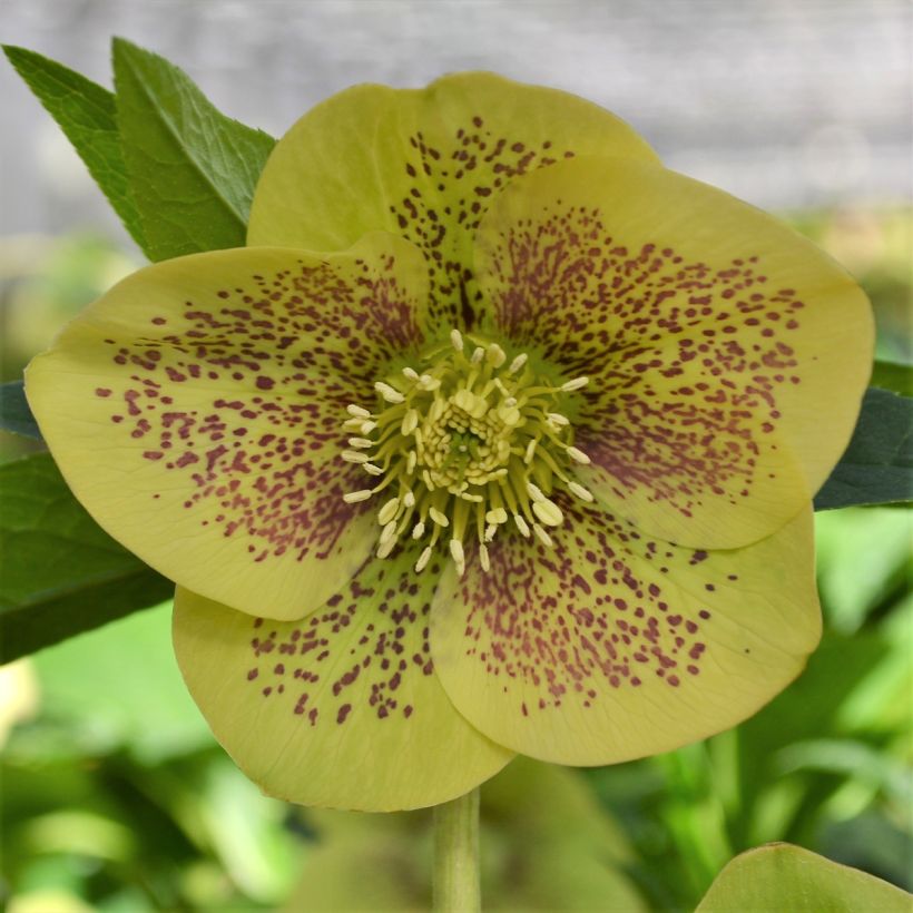 Helleborus hybridus ViV Serafina (Flowering)