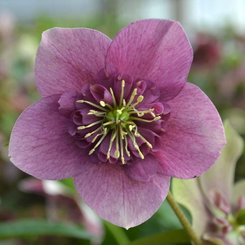 Helleborus hybridus ViV Teresa (Flowering)