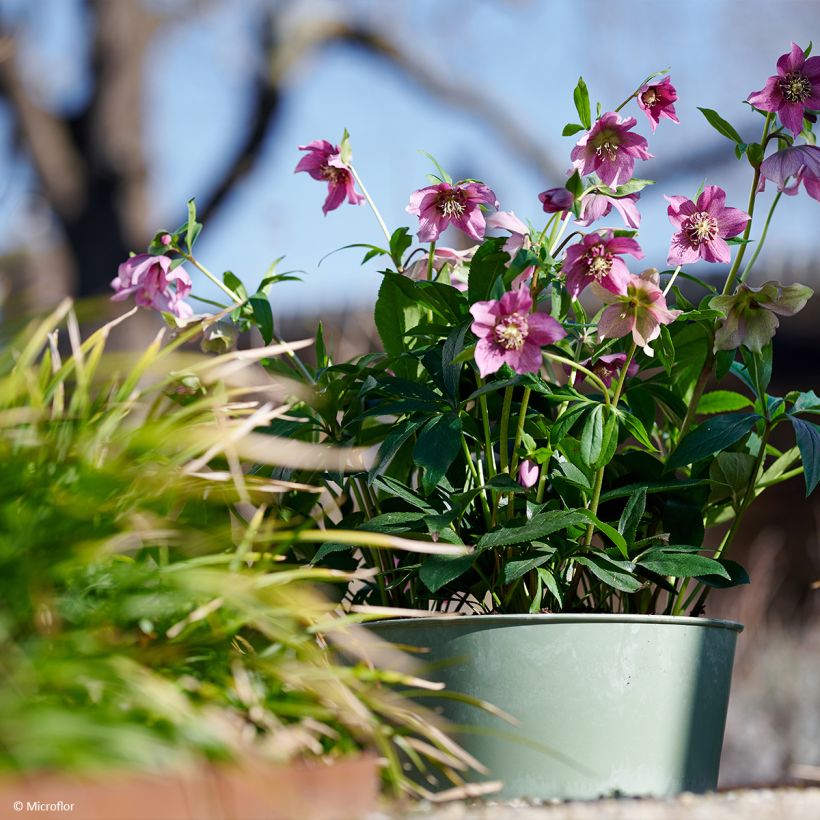 Helleborus hybridus ViV Teresa (Plant habit)