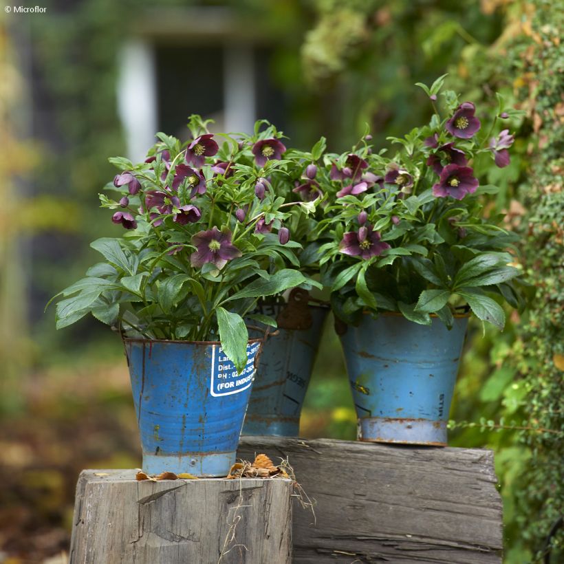 Helleborus hybridus ViV Victoria (Plant habit)