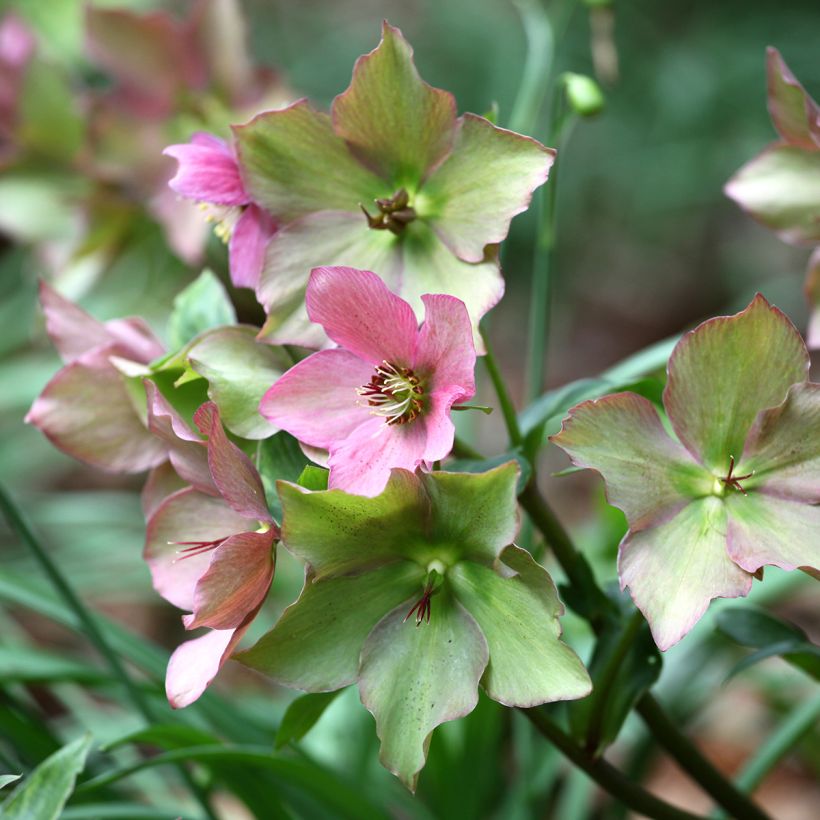 Helleborus Walbertons Rosemary (Flowering)