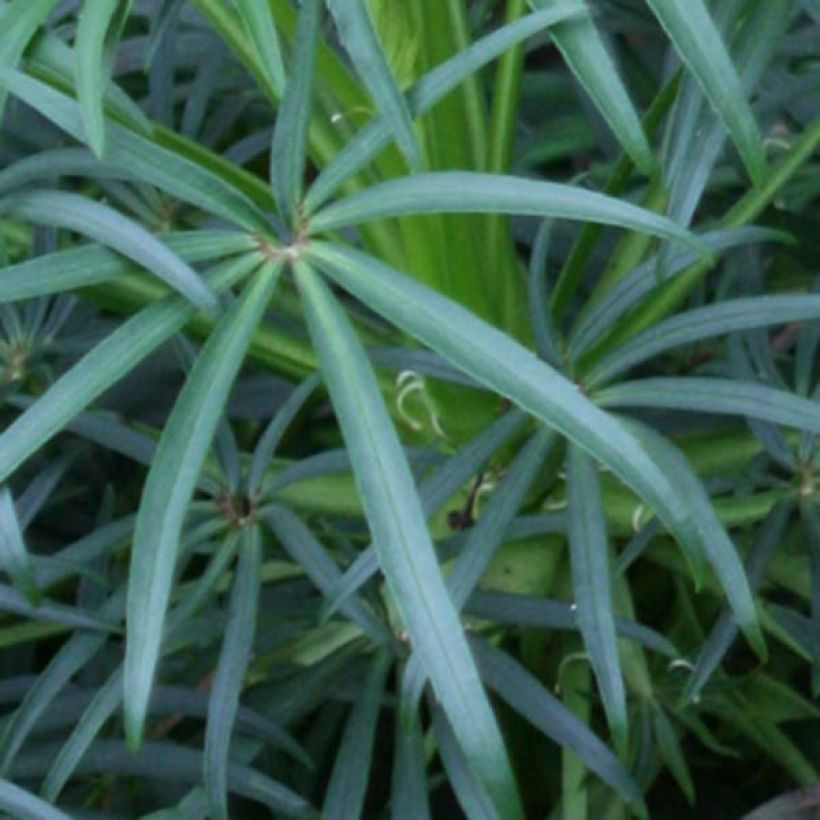 Helleborus foetidus - Stinking hellebore (Foliage)