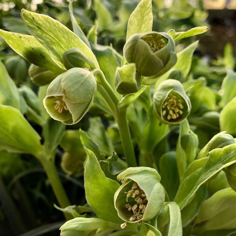 Helleborus foetidus Bowless Form (Flowering)