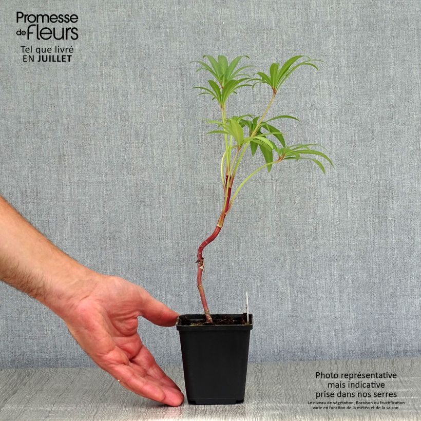 Helleborus foetidus Wester Flisk 8/9 cm pot sample as delivered in summer