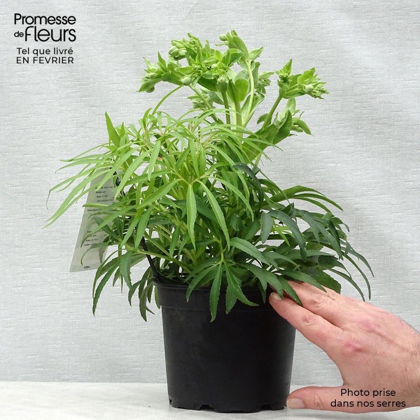 Helleborus foetidus Yellow Wilgenbroek 1.5L/2L pot sample as delivered in winter
