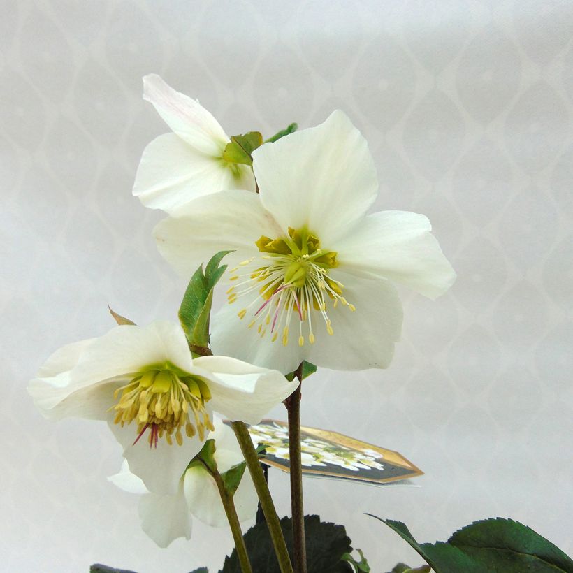Helleborus x lemonnierae 'HGC Paradenia' (Flowering)