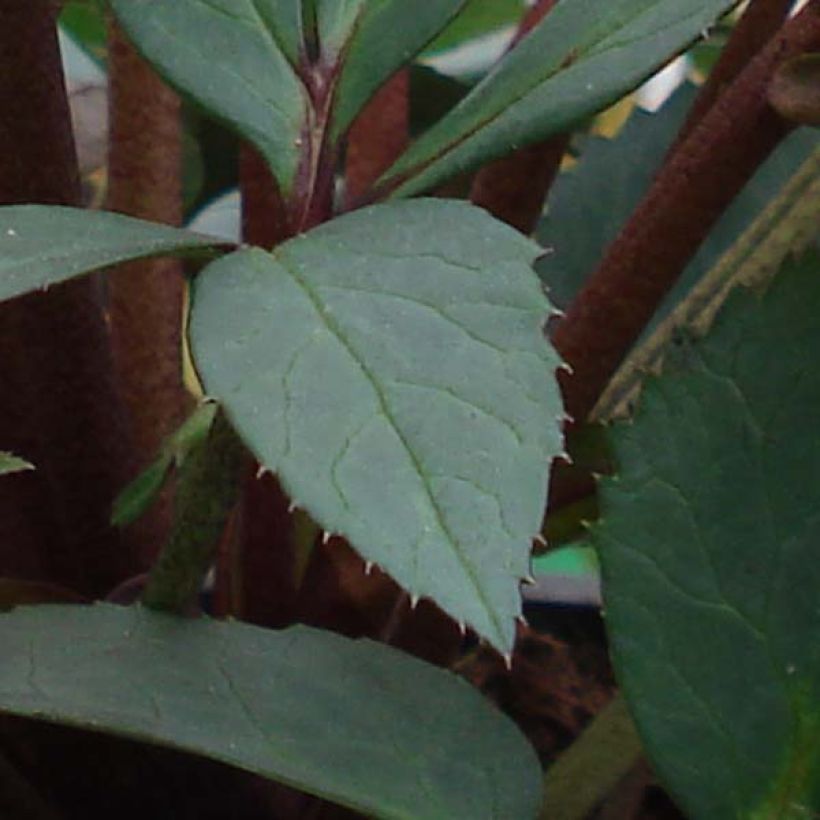Helleborus nigercors Candy Love (Foliage)