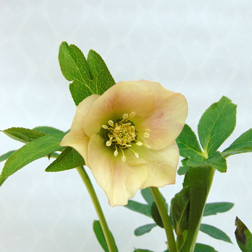 Helleborus hybridus Apricot (Flowering)