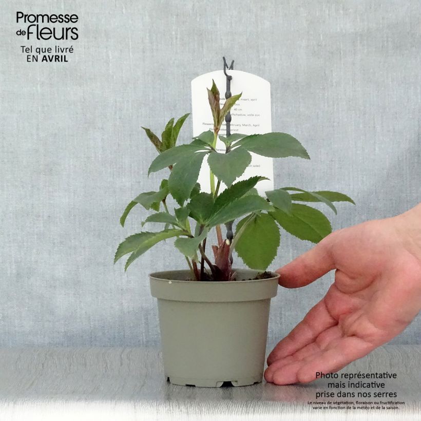 Helleborus hybridus Apricot 12cm pot sample as delivered in spring