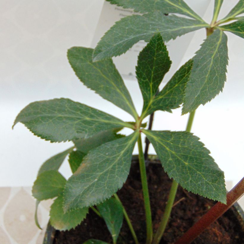 Helleborus hybridus Anemone White Spotted (Foliage)