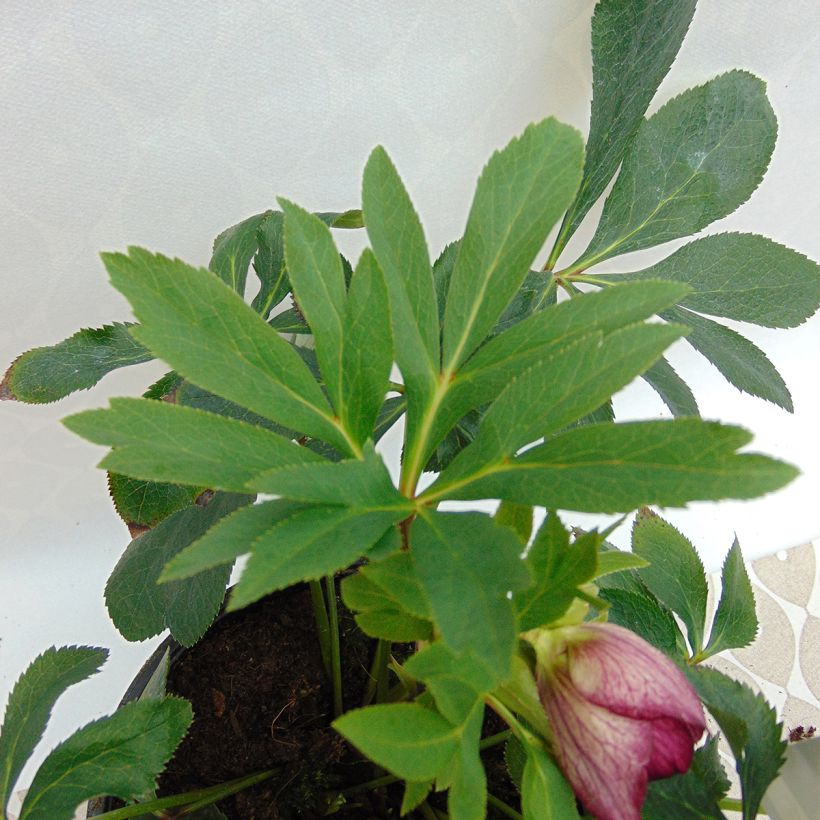 Helleborus hybridus Anemone Picotee (Foliage)