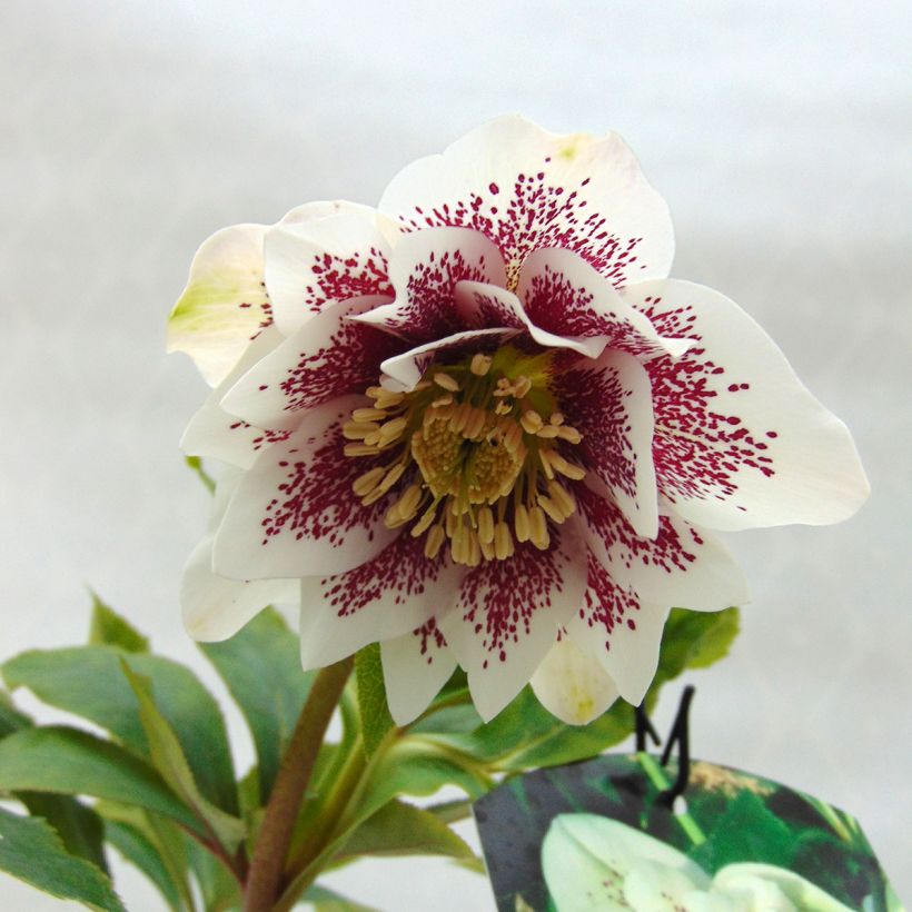 Helleborus hybridus Double White Spotted (Flowering)