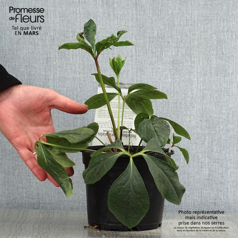 Helleborus hybridus Double Picotee 2L/3L pot sample as delivered in spring