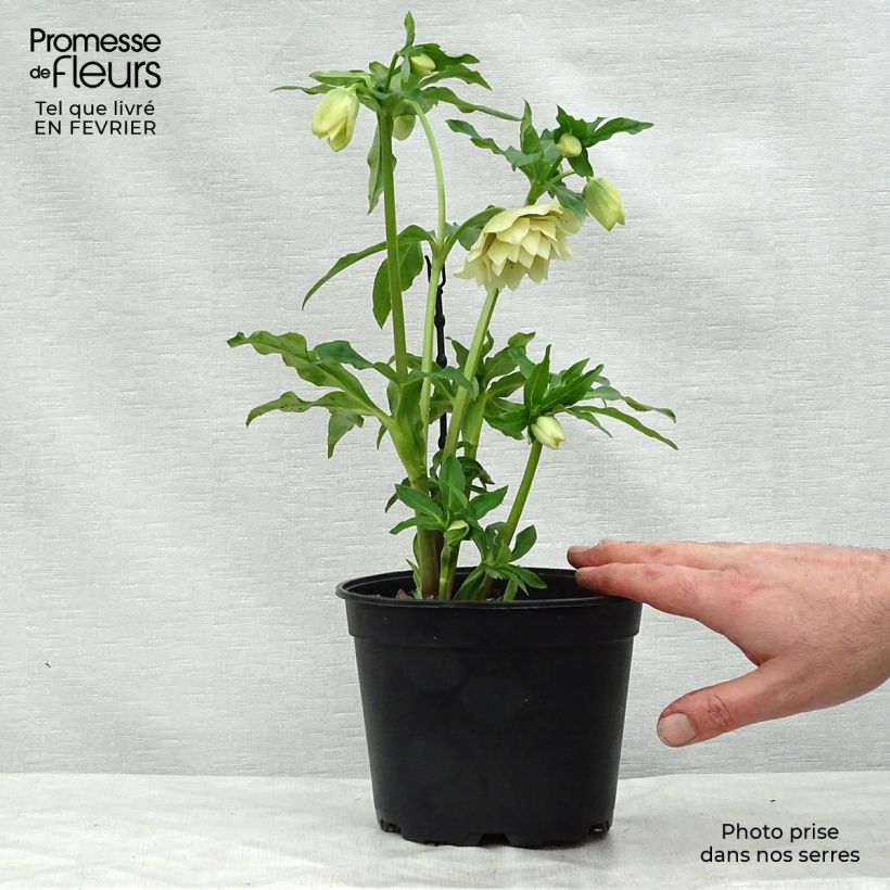 Hellébore orientale Double jaune primevère Pot de 2L/3L sample as delivered in winter