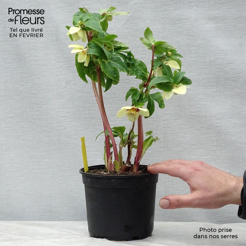 Helleborus Super Yellow Red Centre 2L/3L pot sample as delivered in winter