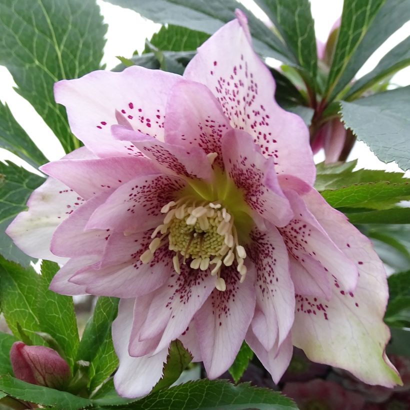 Helleborus hybridus Magic Double Rose (Flowering)