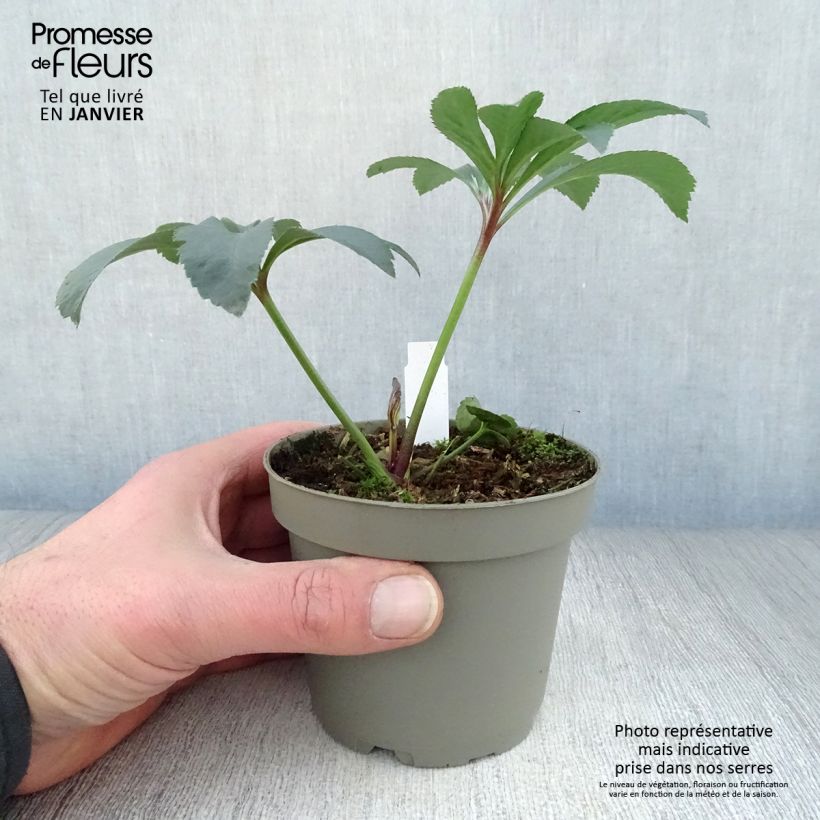 Hellébore orientale Noire Pot de 17 cm sample as delivered in winter