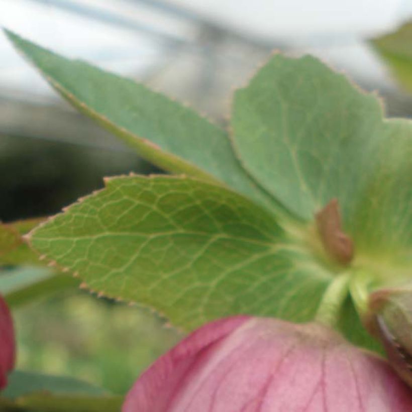 Helleborus hybridus Pink (Foliage)