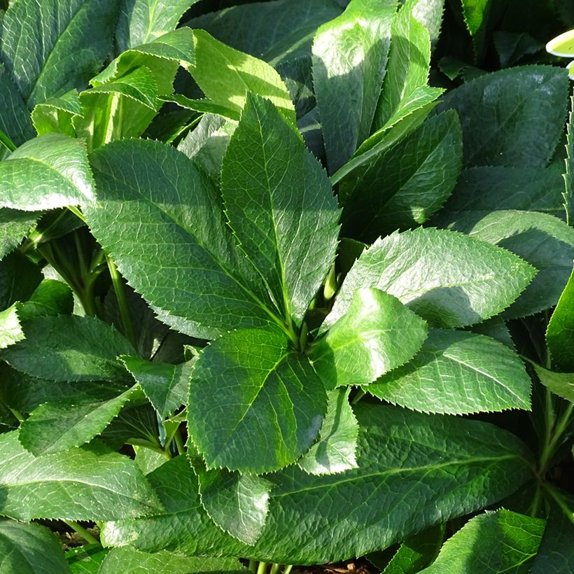 Helleborus hybridus ViV Alessandra (Foliage)
