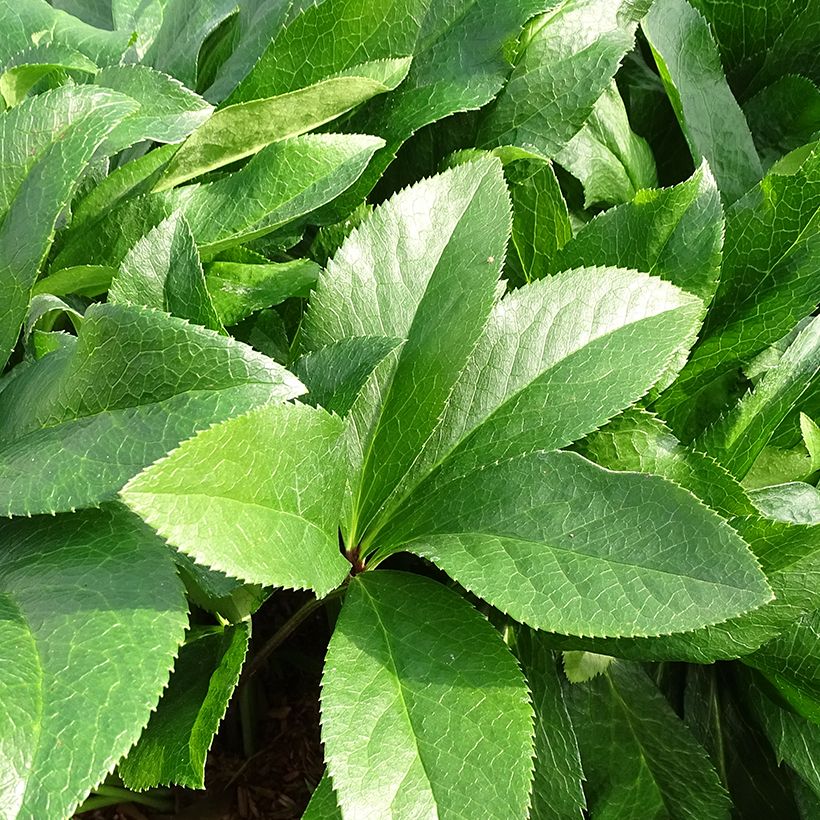 Helleborus hybridus ViV Amalia (Foliage)