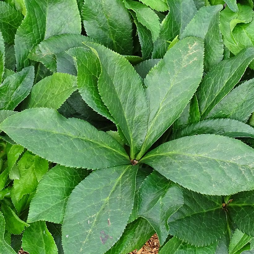 Helleborus hybridus ViV Ariana (Foliage)