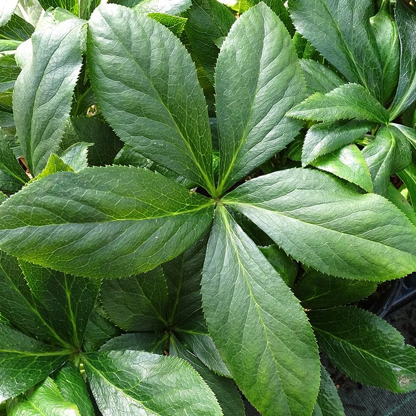 Helleborus hybridus ViV Carlotta (Foliage)