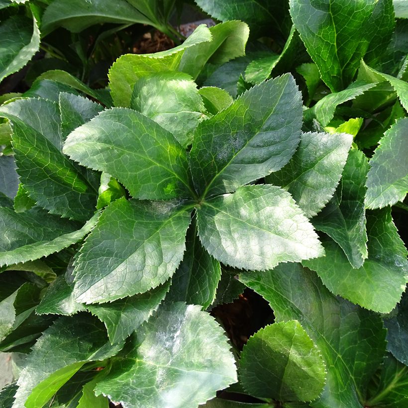 Helleborus hybridus ViV Catharina (Foliage)