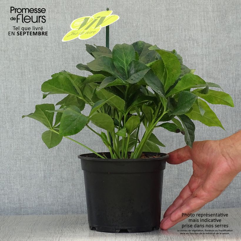 Helleborus hybridus ViV Catharina 2L/3L pot sample as delivered in autumn