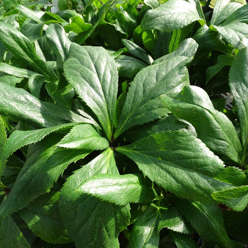 Helleborus hybridus ViV Celestina (Foliage)