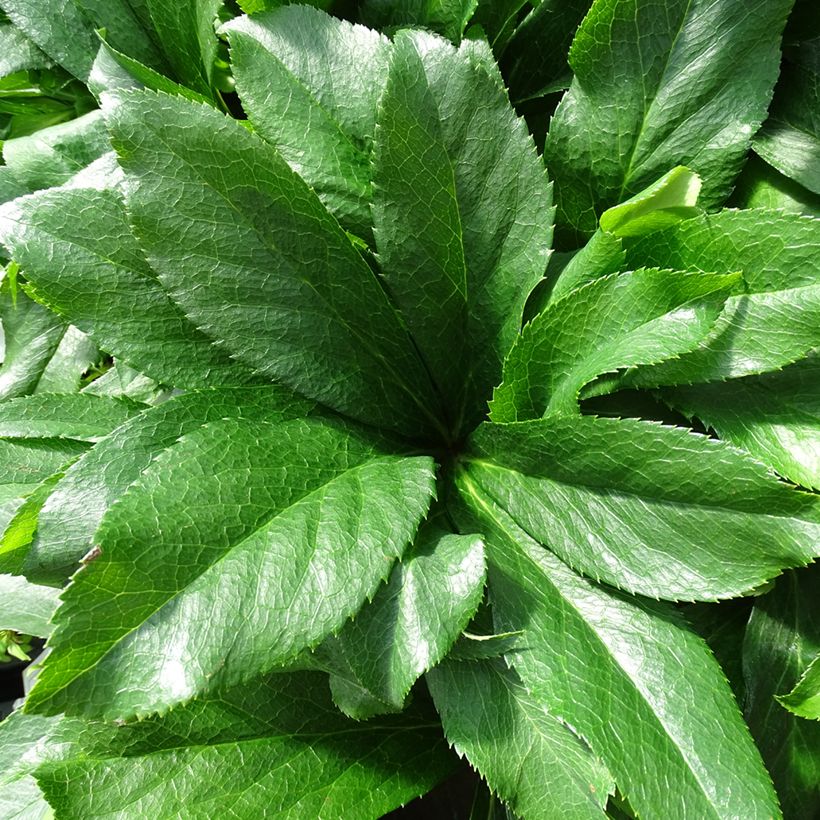 Helleborus hybridus ViV Cinzia (Foliage)